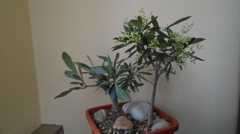  - Bonsai si prebonsai 2020-2023