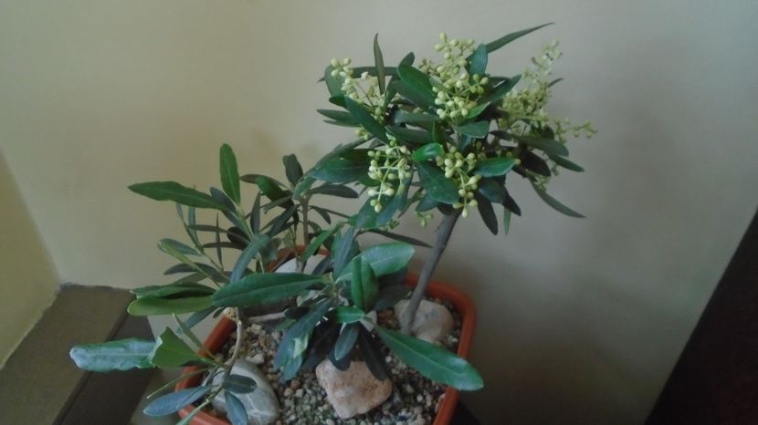  - Bonsai si prebonsai 2020-2023