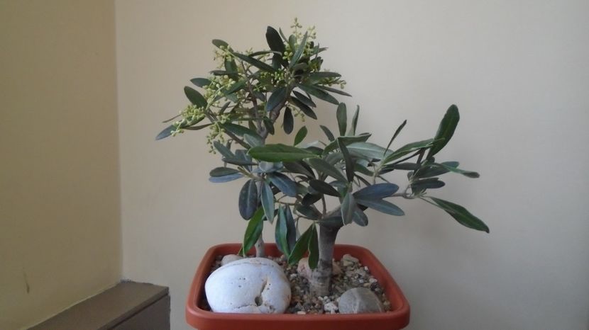  - Bonsai si prebonsai 2020-2023