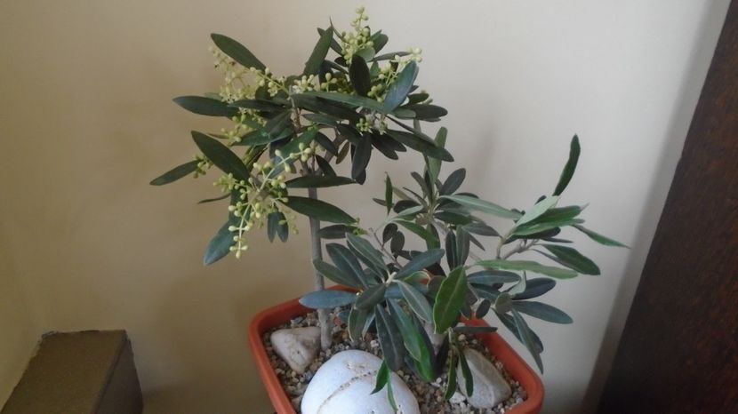  - Bonsai si prebonsai 2020-2023