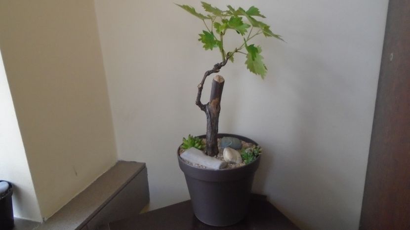  - Bonsai si prebonsai 2020-2023