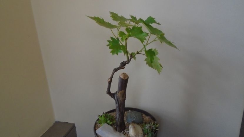  - Bonsai si prebonsai 2020-2023
