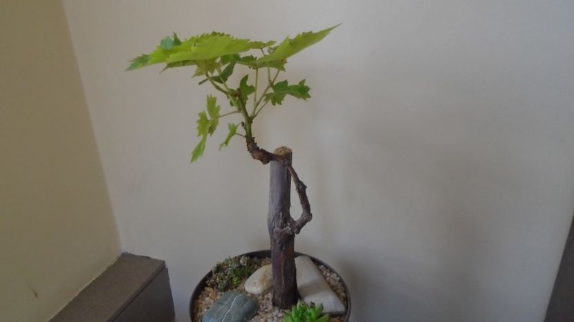  - Bonsai si prebonsai 2020-2023