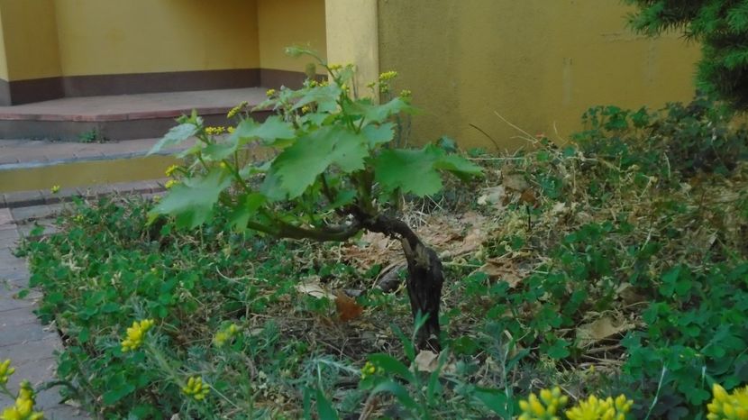  - Bonsai si prebonsai 2020-2023