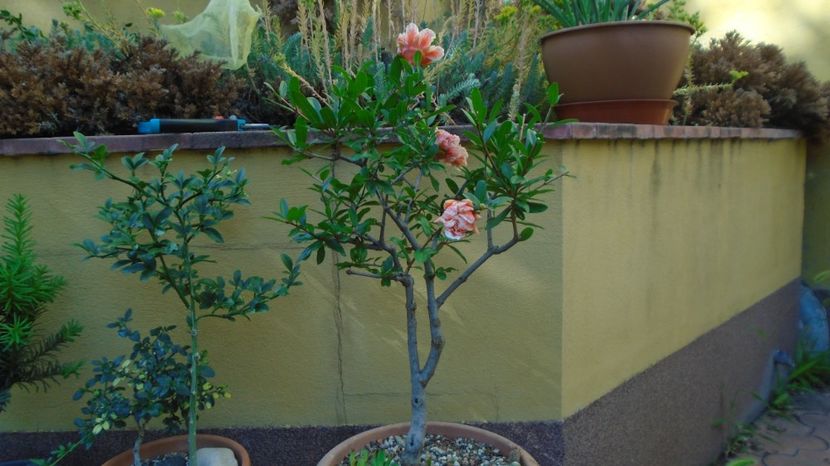  - Bonsai si prebonsai 2020-2023