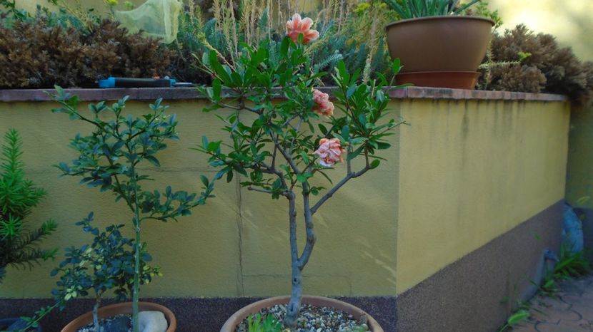  - Bonsai si prebonsai 2020-2023