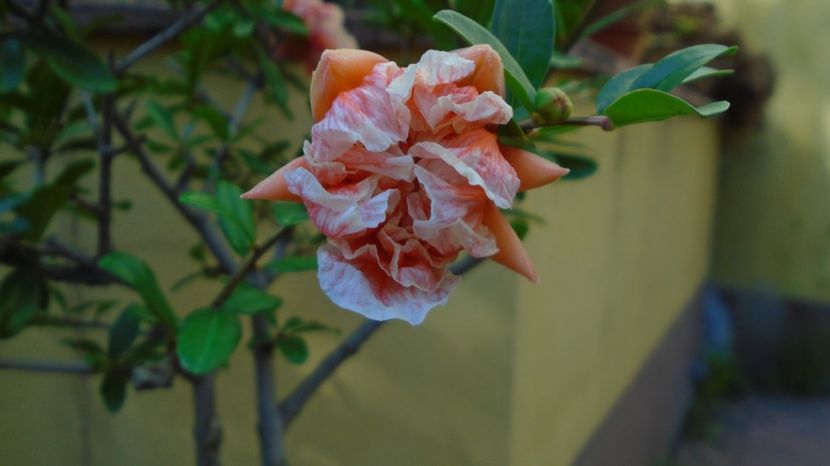  - Bonsai si prebonsai 2020-2023