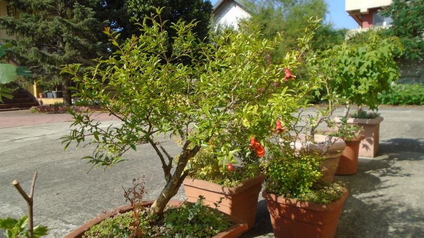  - Bonsai si prebonsai 2020-2023