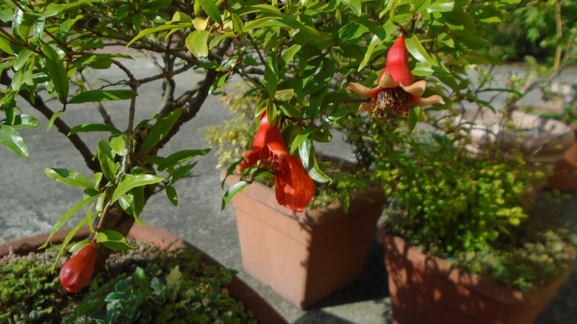  - Bonsai si prebonsai 2020-2023