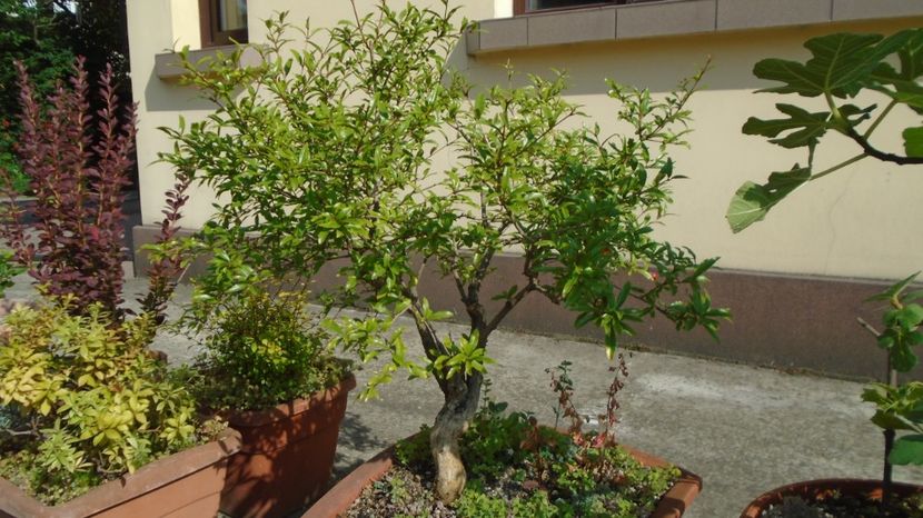  - Bonsai si prebonsai 2020-2023