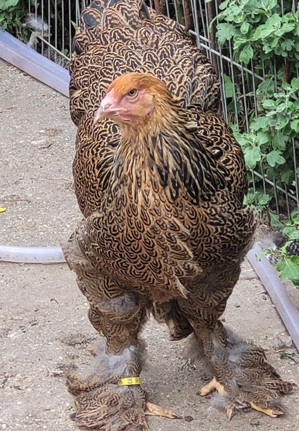  - a__Pui și tineret brahma 2023