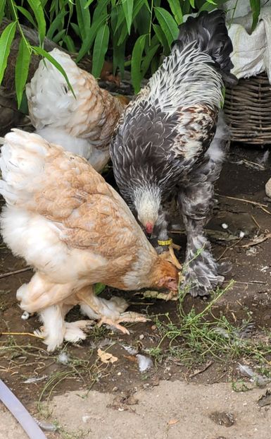  - a__Pui și tineret brahma 2023