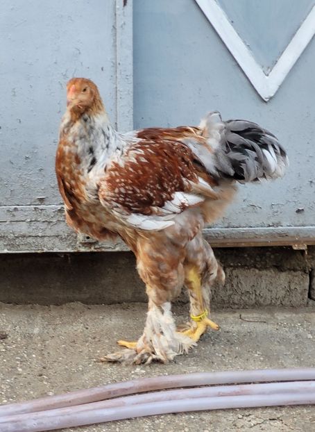  - a__Pui și tineret brahma 2023