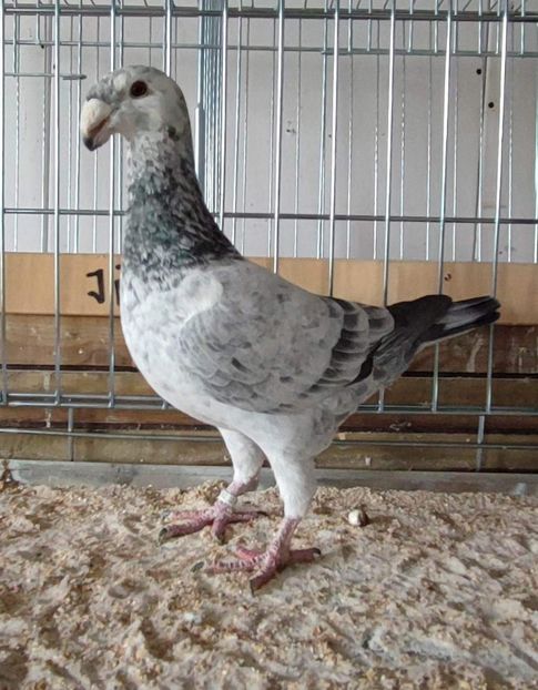 received_518208260338110 - femele 2022