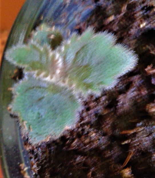 20230722_085830-2 - ACHIMENES 2023