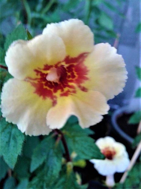  - Rizomii de achimenes 2023 2024