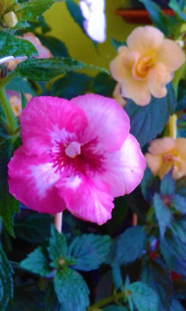 20230722_090418-1 - Rizomii de achimenes 2023 2024