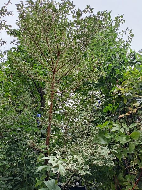 Acer campestre Carnival - Arțari