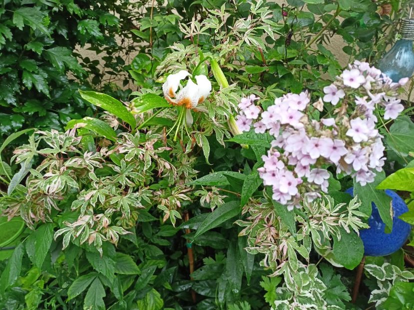 Geisha Gone Wild - Arțari