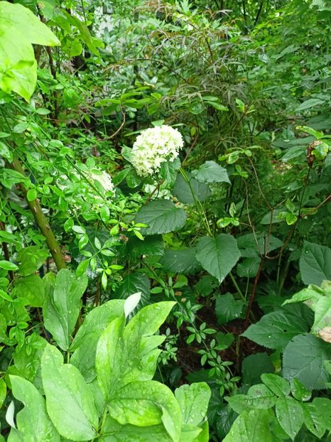 Hubbs Red Willow - Arțari