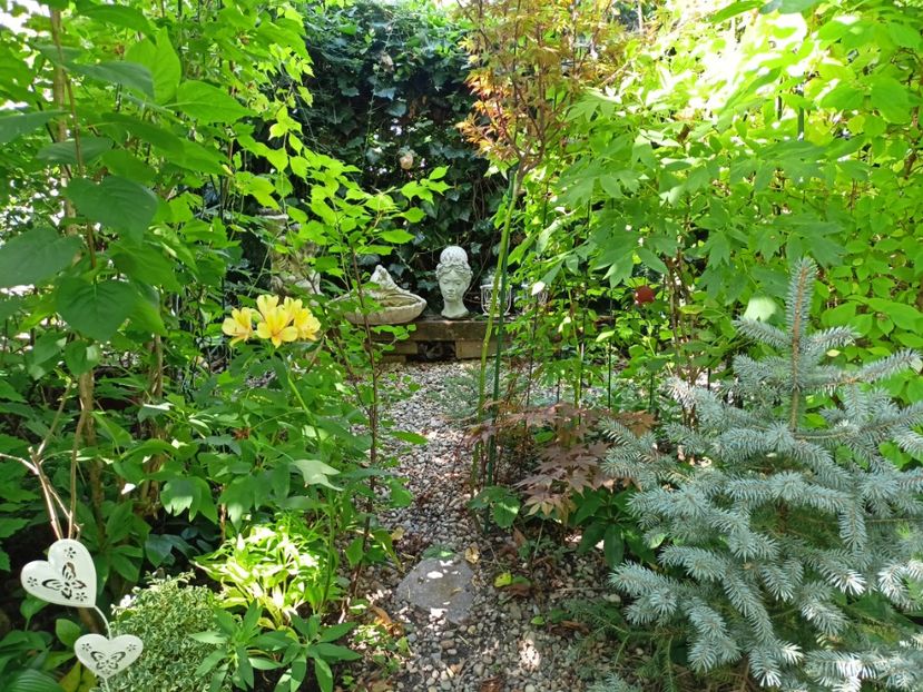 Shaina și Atropurpureum - Arțari