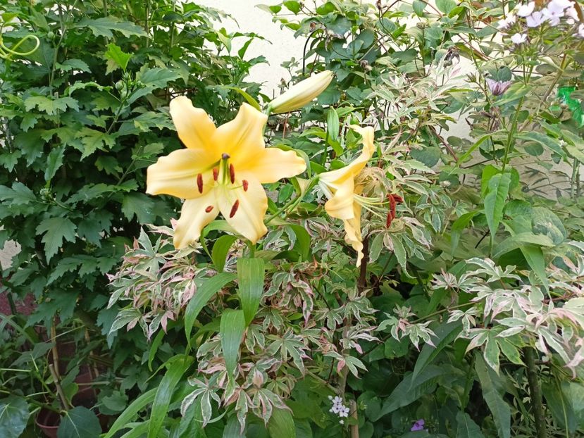 Geisha Gone Wild - Arțari