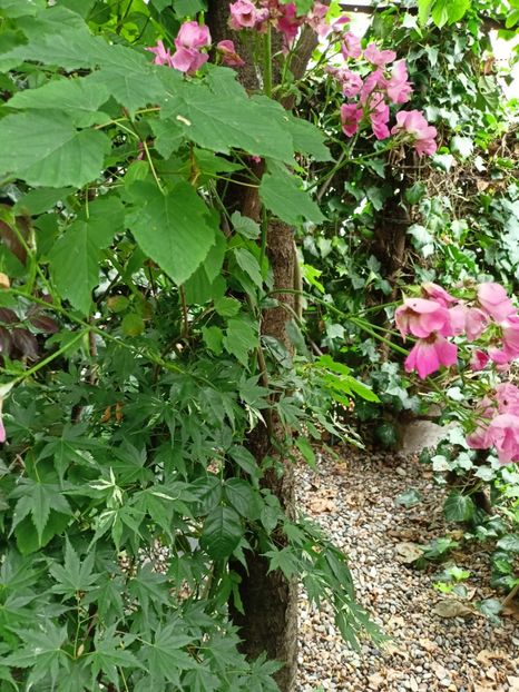 Taiyo-Nishiki - Arțari