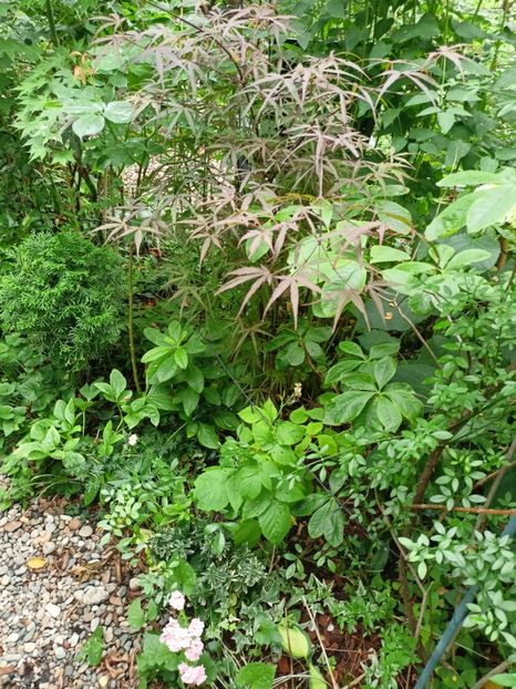 Hubbs Red Willow - Arțari