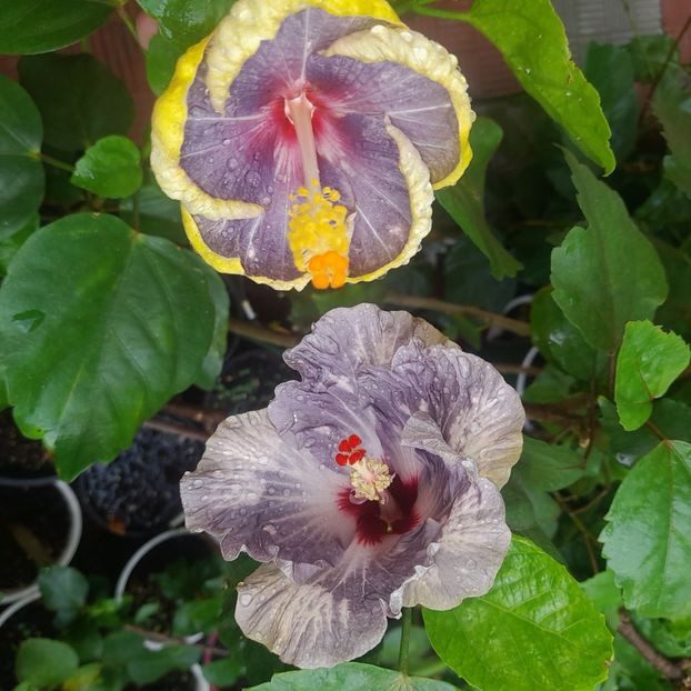 23.07.2023 - HIBISCUSI 2023-1