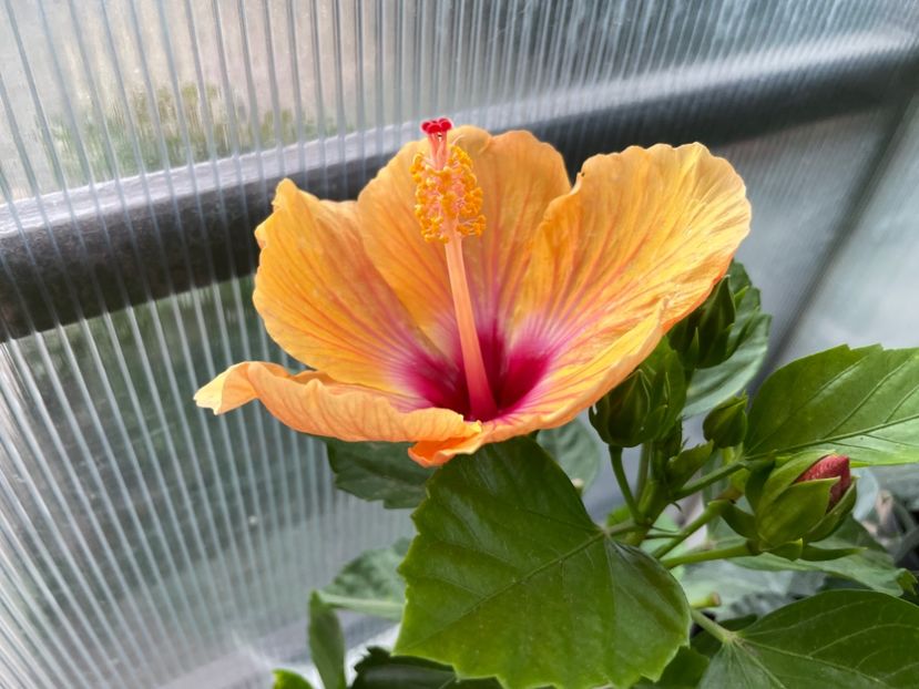 BDB028E6-EA6C-450C-B2B1-9C8046426E59 - 001 - Hibiscusi