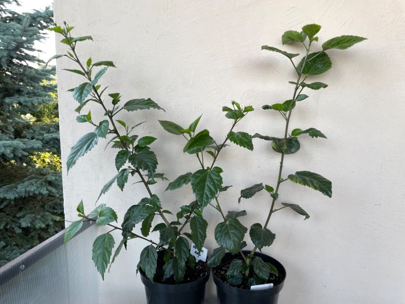 FEBC84E5-4856-496B-9689-92773A7ED5F7 - 001 - Hibiscusi