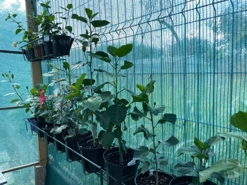 201C3F8C-7EA8-467D-9747-3FEB63715795 - 001 - Hibiscusi