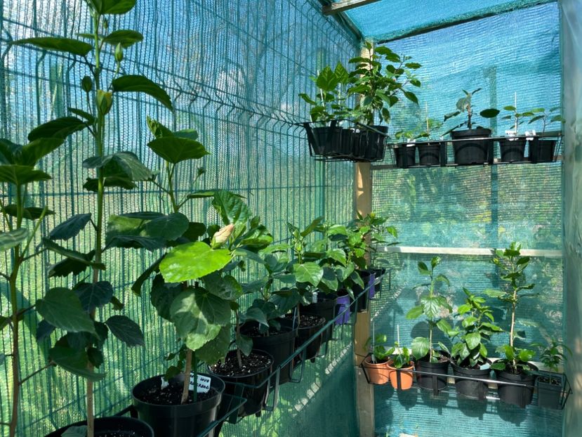 BABE4743-4D54-4B34-ACEA-8A347138CAB2 - 001 - Hibiscusi