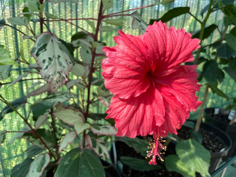 D2573AAD-F4D5-4BD6-BB62-B47A46188FE0 - 001 - Hibiscusi