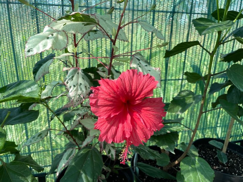 BAB5F704-C19D-4520-AA02-81560A49534D - 001 - Hibiscusi