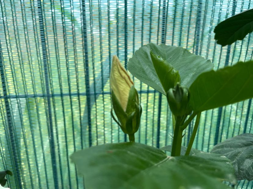 47143333-624A-4126-A7C8-3562B32E5D3A - 001 - Hibiscusi