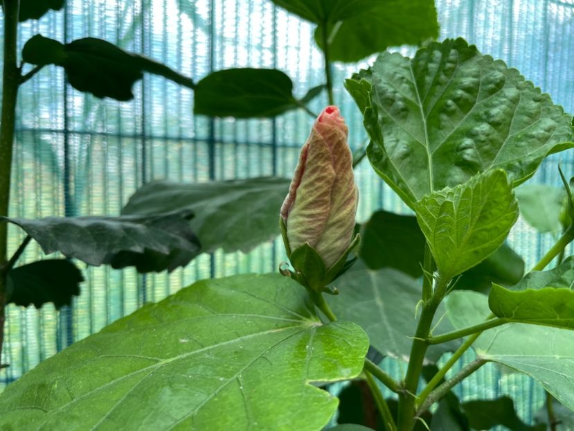 5C083CD9-BD98-4E85-B946-C62831BAB422 - 001 - Hibiscusi