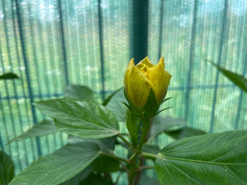 9CA0B717-A437-4AE4-B726-3DC64C759D03 - 001 - Hibiscusi