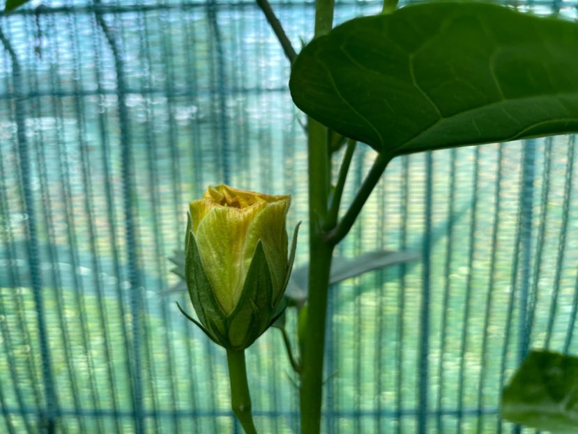 5DF6E0CD-73B8-41D8-87DD-E0766D03ECE9 - 001 - Hibiscusi