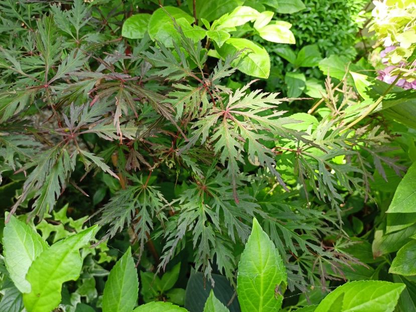 Firecracker - Arțari