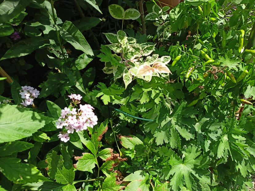 Cornus Akatsuki - Arțari