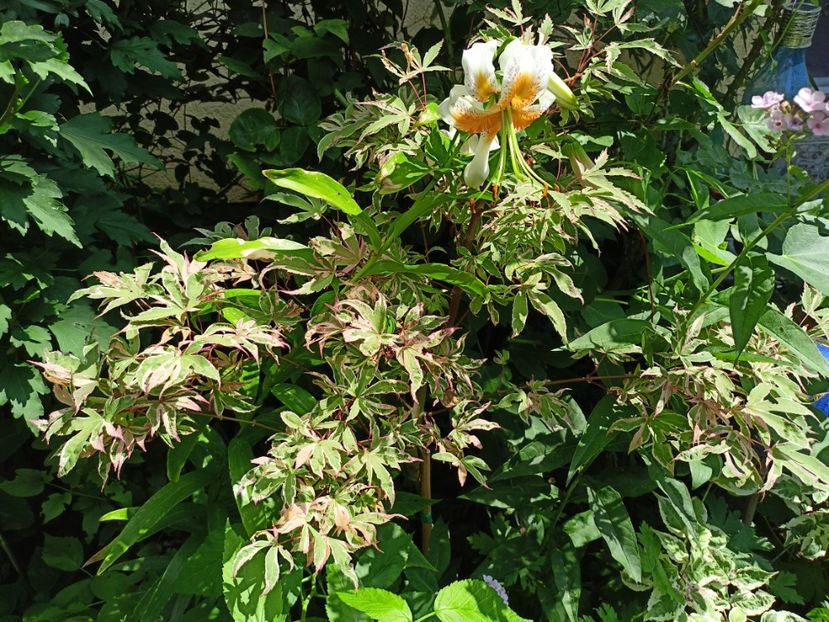 Geisha Gone Wild - Arțari