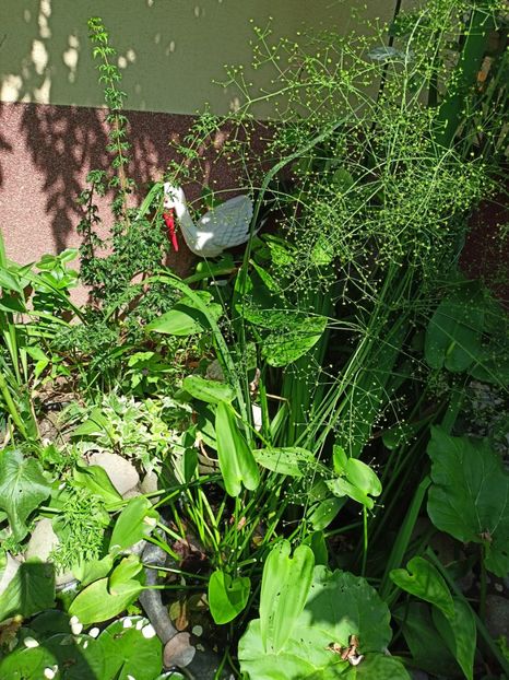 Shishigashira - Arțari