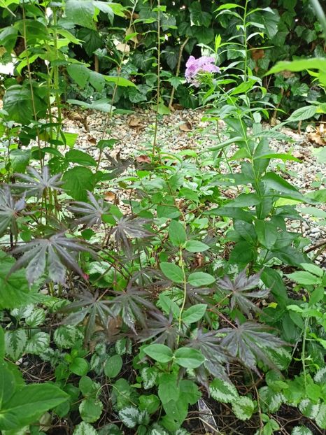 Trompenburg - Arțari