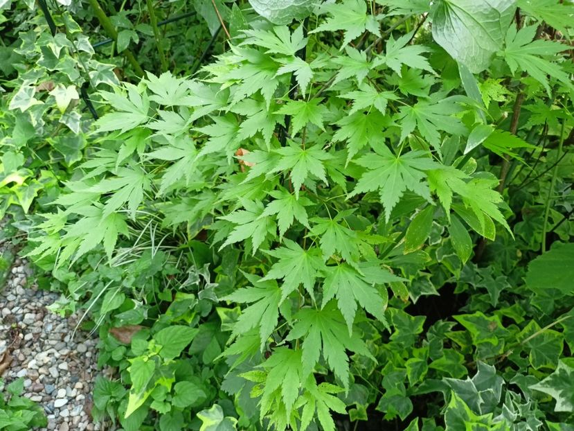Orange Dream - Arțari