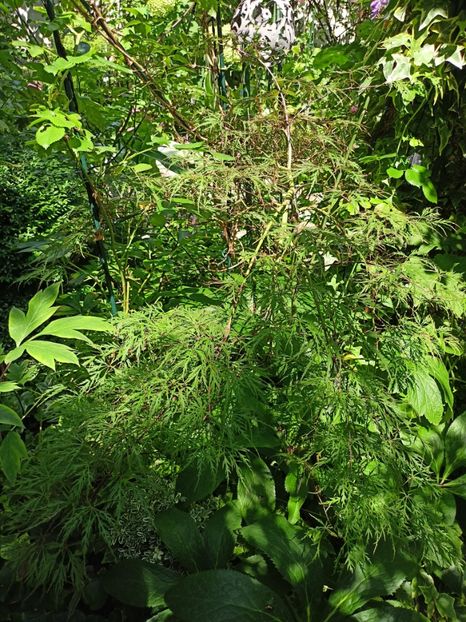 Hana Matoi - Arțari