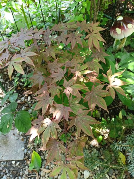 Atropurpureum - Arțari