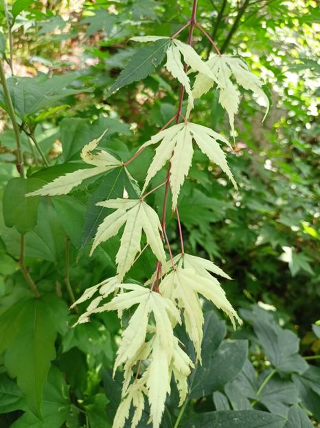 Asahi-Zuru - Arțari