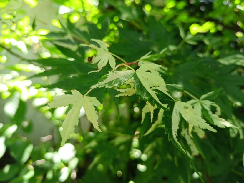 Taiyo-Nishiki - Arțari