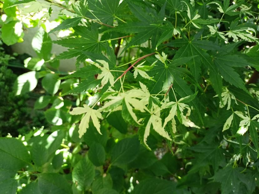 Taiyo-Nishiki - Arțari